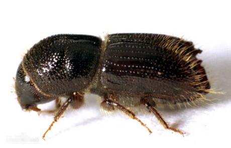 云杉八齒小蠹 云杉八齒小蠹