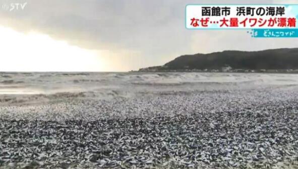 日本北海道海岸現(xiàn)大量沙丁魚尸體