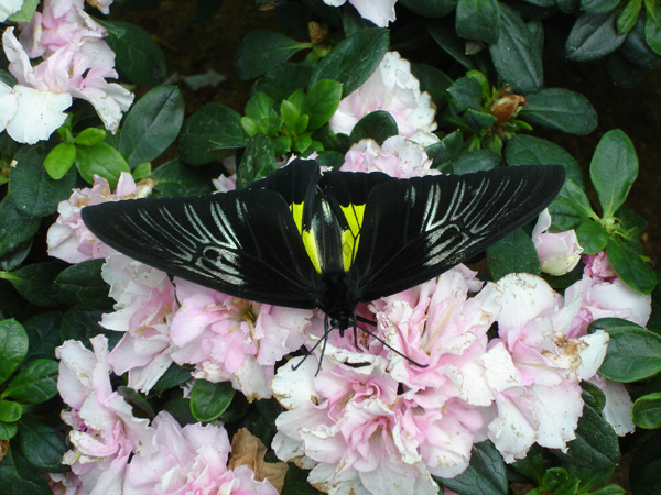 菩提樹花 菩提樹花