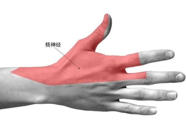 橈神經損傷的臨床表現(xiàn)有哪些？