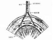 腸道氣囊腫癥 腸道氣囊腫癥