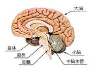 單發(fā)腦梗死性癡呆 單發(fā)腦梗死性癡呆