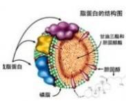 原發(fā)性巨球蛋白血癥腎損害 原發(fā)性巨球蛋白血癥腎損害