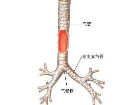 急性支氣管炎