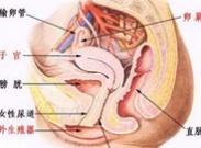 外陰神經(jīng)性皮炎