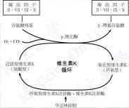 獲得性循壞抗凝物質(zhì)增多綜合征