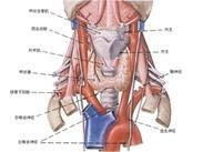 迷走神經(jīng)損傷 迷走神經(jīng)損傷