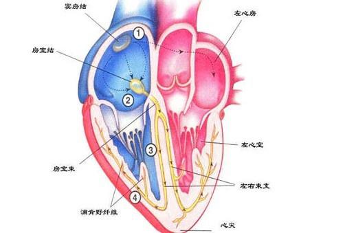 心臟神經官能癥 心臟神經官能癥
