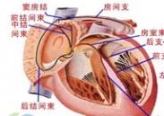 小兒竇性心律失常