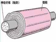 多發性硬化 多發性硬化