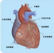 尿毒癥性心肌病 尿毒癥性心肌病